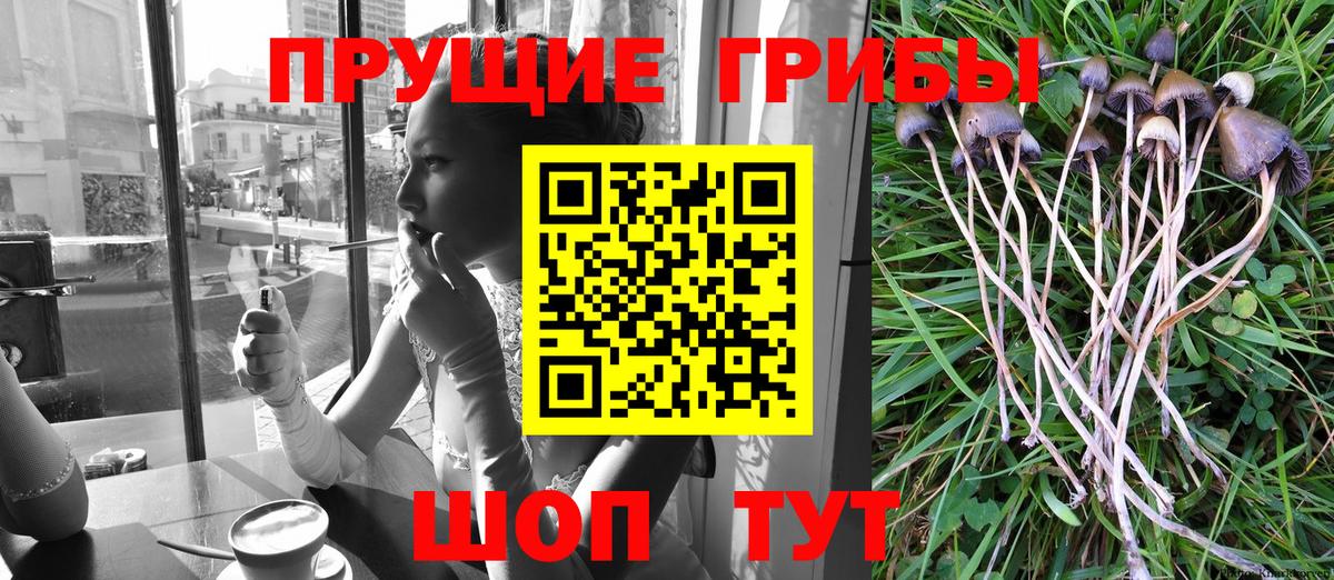 Кунгур  Псилоцибиновые грибы мицелий  Вход с VPN  Галлюциногенные грибы мухоморы 